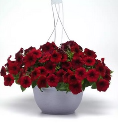 Petunia Shock Wave Red (4110)